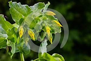 In spring, Cerinthe minor grows in the wild, field weed in the grass