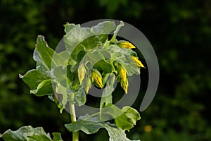 In spring, Cerinthe minor grows in the wild, field weed in the grass