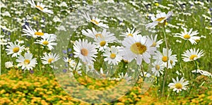 Spring  chamomile white pink yellow daisy in a wild field green grass and wild flowers summer nature floral background template