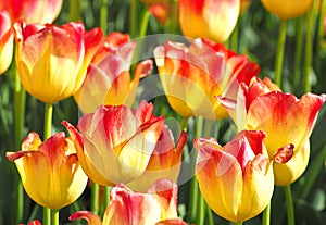 Spring charm of tulips.