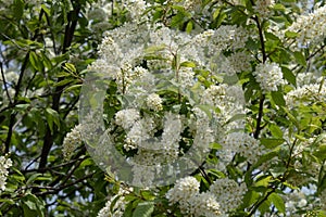 Spring cherry bird branches bloom lushly with delicate white flowers