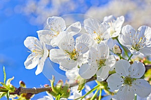 Spring cherry blossom