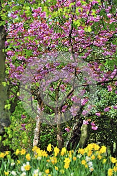 Spring Cherry blossom photo