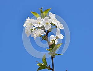 Spring cherry blossom