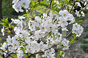 Spring cherry blossom