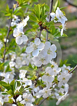 Spring cherry blossom