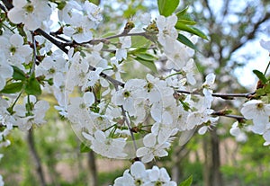 Spring cherry blossom