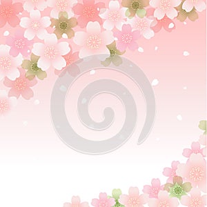 Spring Cherry blossom background