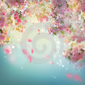 Spring Cherry Blossom Background