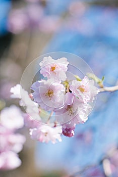 Spring cherry blossom. Background of cherry bokeh flowers, pastel and soft flower card, tinted selective focus. Spring Background