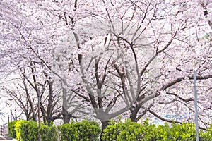 Spring cherry blossom. Background of cherry bokeh flowers, pastel and soft flower card, tinted selective focus. Spring Background