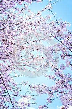 Spring cherry blossom. Background of cherry bokeh flowers, pastel and soft flower card, tinted selective focus. Spring Background