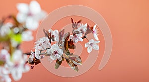 Spring cherry blossom background. Wild cherry flowers on the pink background, ideal for greeting card, invitation. Mother`s day o