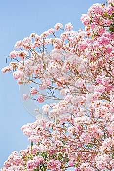 Spring cherry blossom. Blooming pink trumpet tree, light blue-sky background. Sweet pink flowers in full bloom
