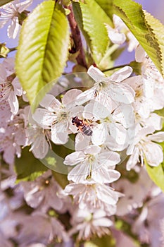 Spring cherry blossom