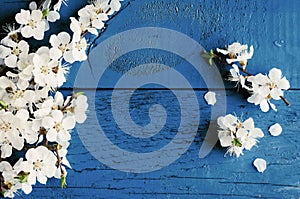 Spring cherry blossom on blue wooden background