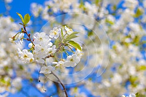 Spring cherry blossom branch