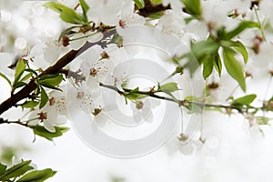 Spring cherry blossom branch