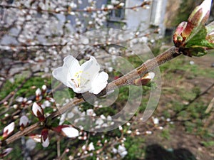 Spring cherry blossom, branches with white flowers