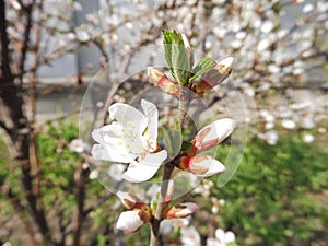 Spring cherry blossom, branches with white flowers