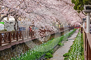 Spring Cherry blossom festival, Jinhae, South Korea