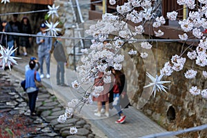 Spring Cherry blossom festival at Yeojwacheon Stream in Jinhae