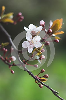 Spring cherry blossom, fresh flowers. Fruit tree branch. Blooming sakura. Floral green background, beautiful wallpaper, nature