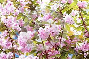 Spring cherry blossom in full bloom. Close-up macro shot of pink Sakura flowers on a branch in japan. Peach bloom.