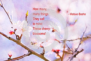 Spring Cherry Blossom Haiku