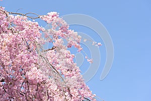 Spring cherry blossom, Japan