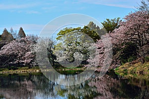 Spring Cherry Blossom Reflections in Japan