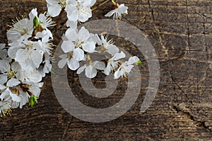 Spring cherry blossom on rustic wooden background.