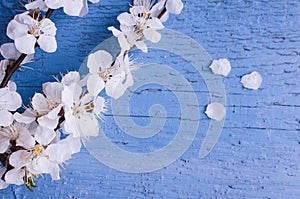 Spring cherry blossom on rustic wooden background.