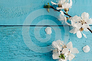 Spring cherry blossom on rustic wooden background.