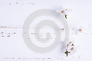 Spring cherry blossom on rustic wooden background.