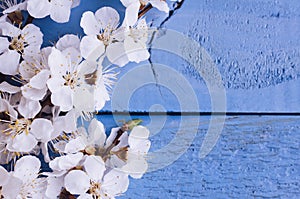 Spring cherry blossom on rustic wooden background.