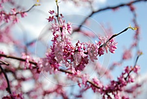 Spring Cherry Blossom Sakura iFlowers Bunch on the Tree over Blue Sky. Walpaper.