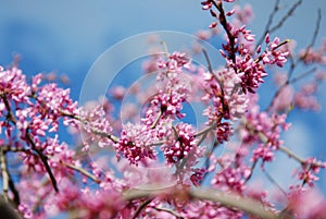 Spring Cherry Blossom Sakura iFlowers Bunch on the Tree over Blue Sky. Walpaper.