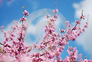 Spring Cherry Blossom Sakura iFlowers Bunch on the Tree over Blue Sky. Walpaper.