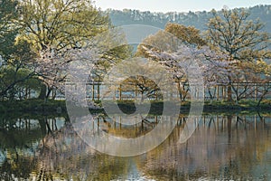 Spring cherry blossom scenery at Hangzhou West Lake under the sunlight, Hangzhou, China