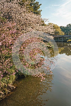 Spring cherry blossom scenery at Hangzhou West Lake under the sunlight, Hangzhou, China