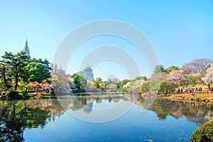 Spring cherry blossom season in Shinjuku Gyoen Park, Tokyo, Japan