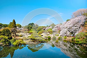 Spring cherry blossom season in Shinjuku Gyoen Park, Tokyo, Japan