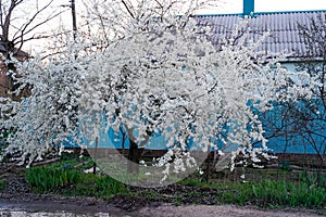 Spring cherry blossom tree. A pleasant aroma from budding buds
