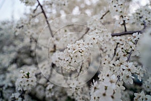 Spring cherry blossom tree. A pleasant aroma from budding buds