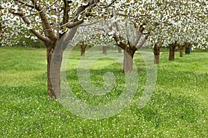 Spring cherry blossom trees