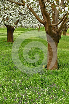 Spring cherry blossom trees