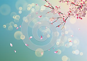 Spring Cherry Blossom photo