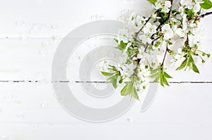 Spring cherry blossom on white rustic wooden table. Springtime flowers on vintage shabby chic background with place for