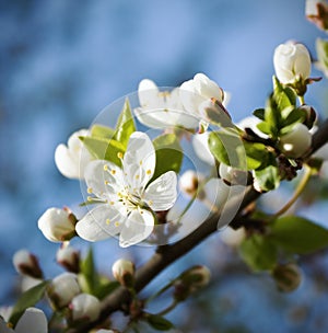 Spring cherry blossoms